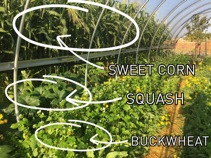 sweet corn, squash, and buckwheat planted together