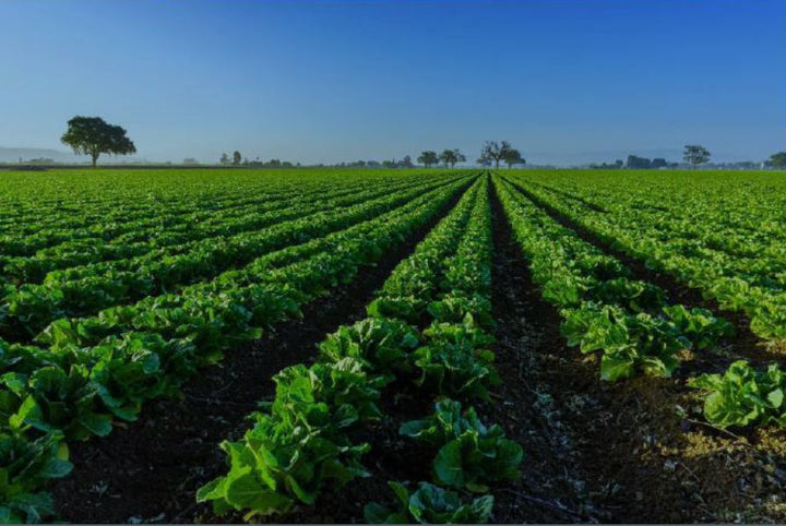 Beginner’s Guide to Lean Farming