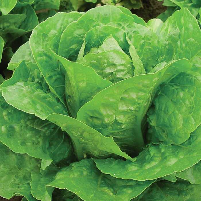 Lettuce Seeds