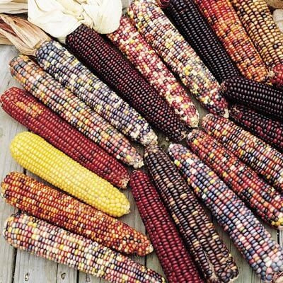 Corn, Ornamental Corn Seeds