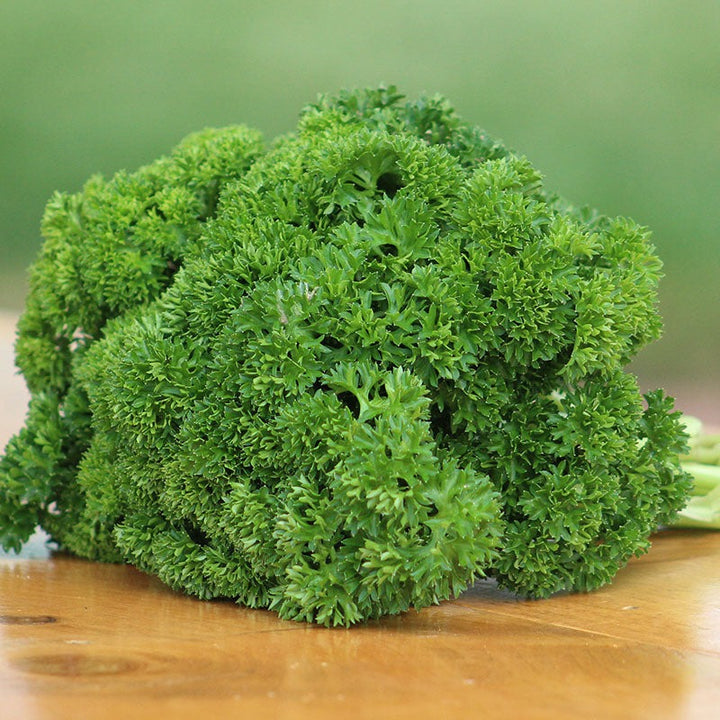 Parsley Seeds