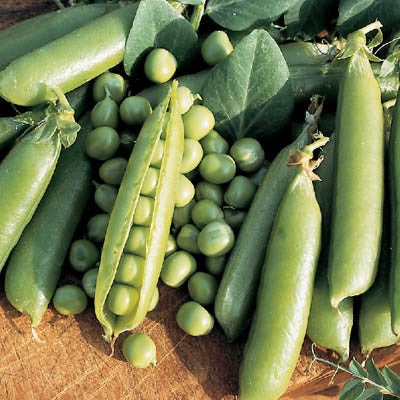 Pea Seeds