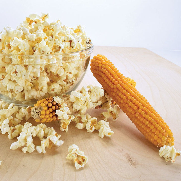 Corn - Popcorn Seeds