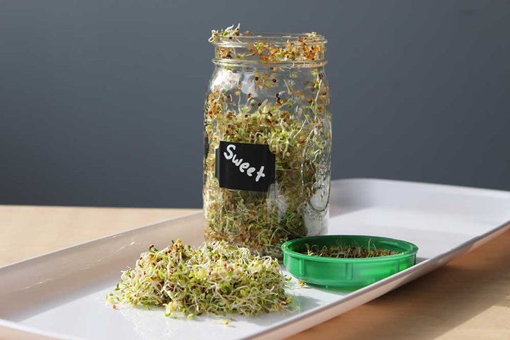 How To Grow Sprouts At Home