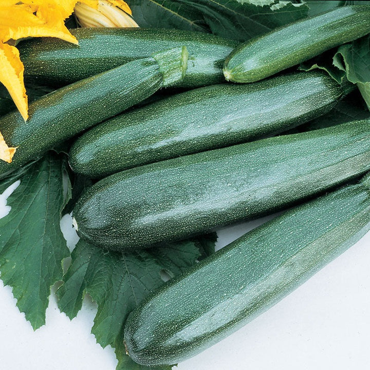 Summer Squash Seeds