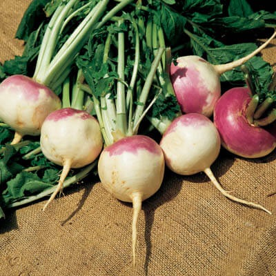 Turnip Seeds