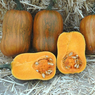 Winter Squash Seeds